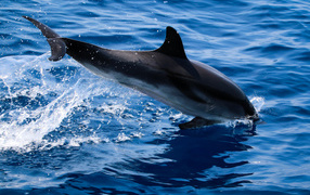 The dolphin jumps into the blue water