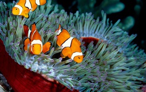 Три рыбы-клоуна в водорослях 
