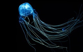 Unusual blue Australian jellyfish on a black background