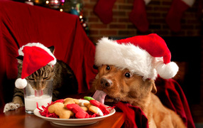 A dog and a cat in New Year's costumes at a festive table