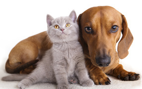 A large dachshund lies with a small gray kitten on a white background
