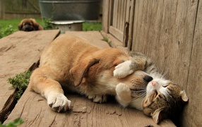 A sleeping cat hugs a dog by the muzzle