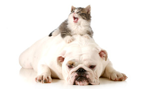 Маленький котенок лежит на грустном английском бульдоге