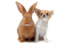 Big red bunny and chihuahua on a white background