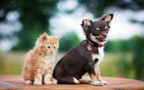 Chihuahua puppy with a small red kitten