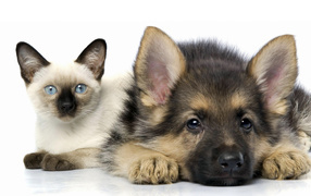 Cute blue-eyed kitten and German Shepherd puppy in front of a white background