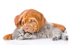 Cute puppy sleeping with a gray kitten on a white background