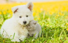 Fluffy white puppy with gray kitten sitting on the grass