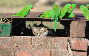 Gray cat watches for green parrots