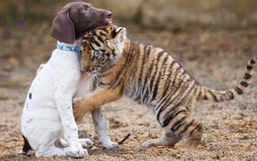 Little Puppy and Tiger Cuddle