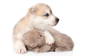 Маленький голубоглазый щенок хаски с котенком на белом фоне