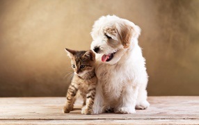 Маленькие друзья белый пушистый щенок и серый котенок
