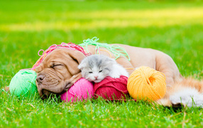 Little puppy and kitten sleep with tangles of threads on green grass