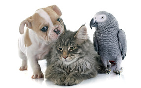 Puppy, cat and parrot on a white background