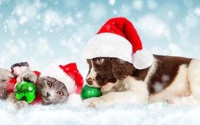 Щенок и котенок в новогодних костюмах на Новый год