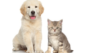 Puppy of golden retriever and gray kitten on white background