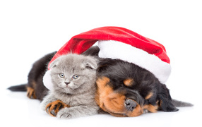 Rottweiler puppy in a red Santa Claus hat with a gray kitten on a white background