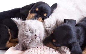 Маленькие спящие щенята и котенок 