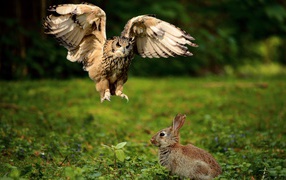 The ravenous owl hunts the gray hare