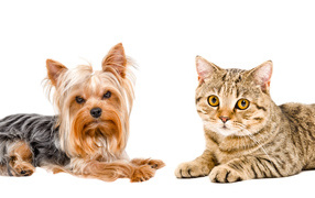 Yorkshire terrier and gray cat with yellow eyes on a white background
