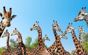 Большие жирафы на фоне голубого неба