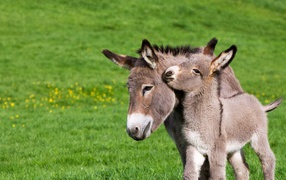Маленький ослик с мамой на зеленой траве 