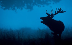 Силуэт лесного оленя 