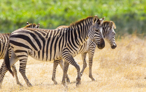 Полосатые зебры гуляют по сухой траве