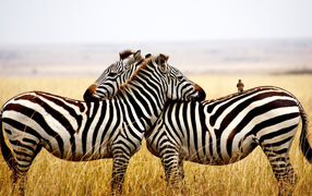 Две полосатые зебры в сухой траве 