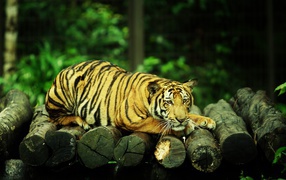 Большой грустный тигр лежит на бревнах 