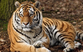 Большой красивый тигр лежит на земле