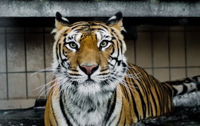 Большой хищный тигр стоит в воде