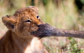Маленький львенок играет с хвостом львицы
