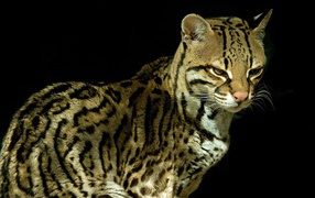 Красивый кот оцелот на черном фоне 