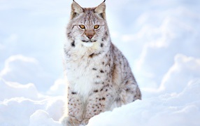 Большая красивая рысь сидит на снегу