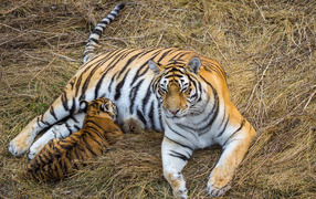 Большая красивая тигрица с детенышем