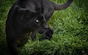 Большая черная пантера идет по зеленой траве