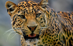 Большой пятнистый грациозный леопард фото вблизи