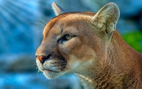 Морда грозной пумы