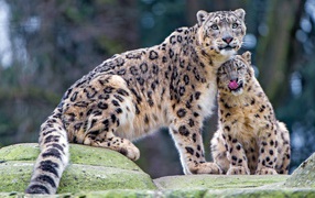 Большой снежный барс с детенышем 