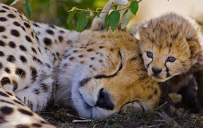 Спящий гепард с детенышем