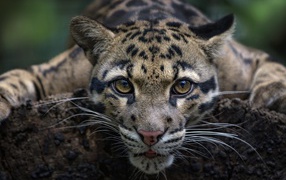 Дымчатый леопард с красивыми глазами 