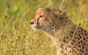 Пятнистый гепард в траве 