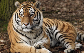 Строгий взгляд большого полосатого тигра