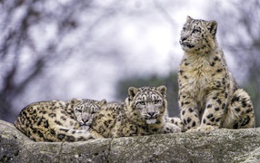 Семейство снежных барсов отдыхает на камне 