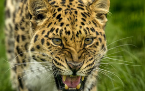 Свирепая морда пятнистого леопарда