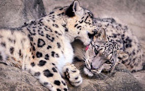 Нежная забота снежных барсов