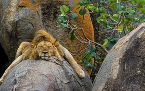 Лев спит на большом камне в зоопарке 