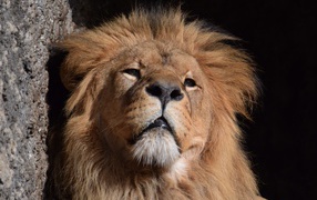 Морда большого серьезного льва