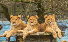 Три грациозные львицы лежат на камне в зоопарке